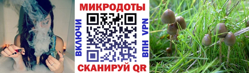 mega зеркало  Великие Луки  Псилоцибиновые грибы Psilocybe 